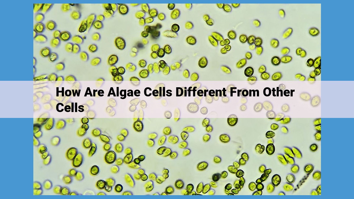 Unique Adaptations of Algae Cells: Strength, Photosynthesis, and Symbiotic Synergy