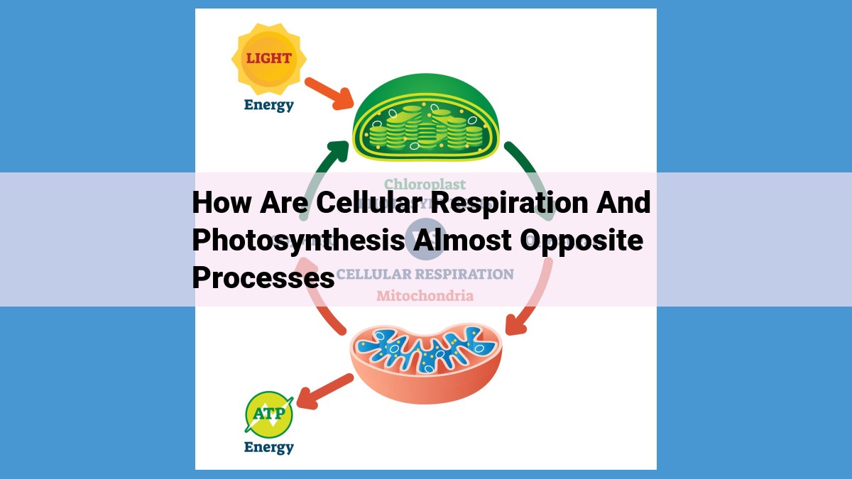 Cellular Respiration and Photosynthesis: Interconnected Processes Driving Life's Cycles