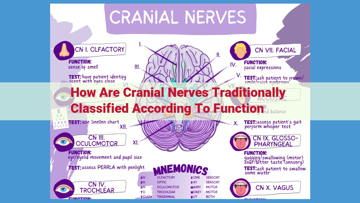 Understanding Cranial Nerve Functions: Sensory, Motor, and Mixed Nerves