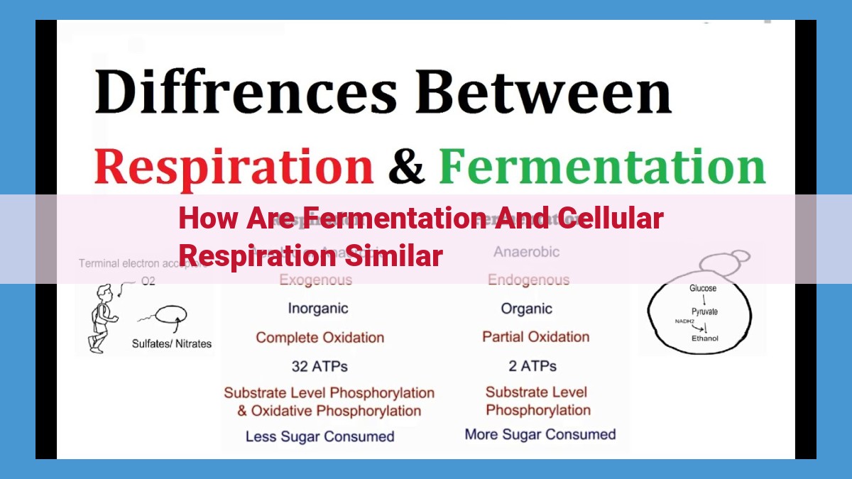 Fermentation and Cellular Respiration: Harnessing Glucose for Energy Conversion