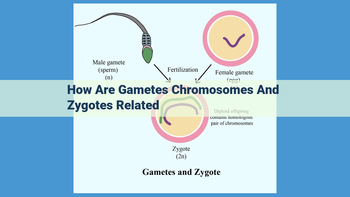 Genetic Tapestry: Interplay of Gametes, Chromosomes, and Zygotes