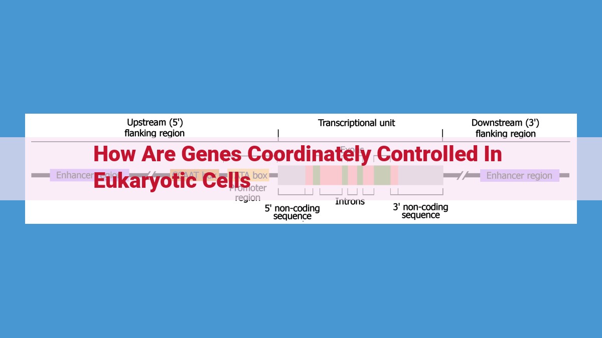 Unveiling the Symphony of Gene Control: Orchestrating Expression through Enhancers, Promoters, and Chromatin Modifiers