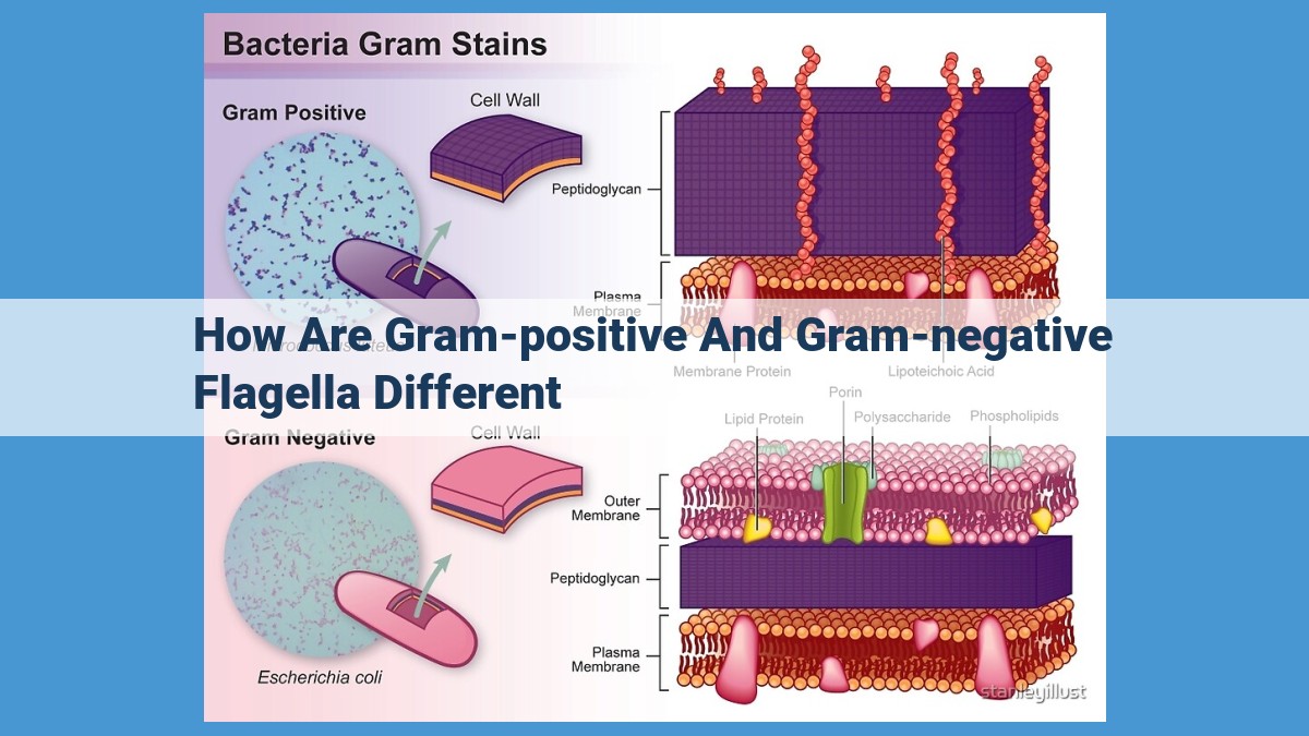 Understanding the Distinctive Flagellar Structures: Gram-Positive vs. Gram-Negative Bacteria