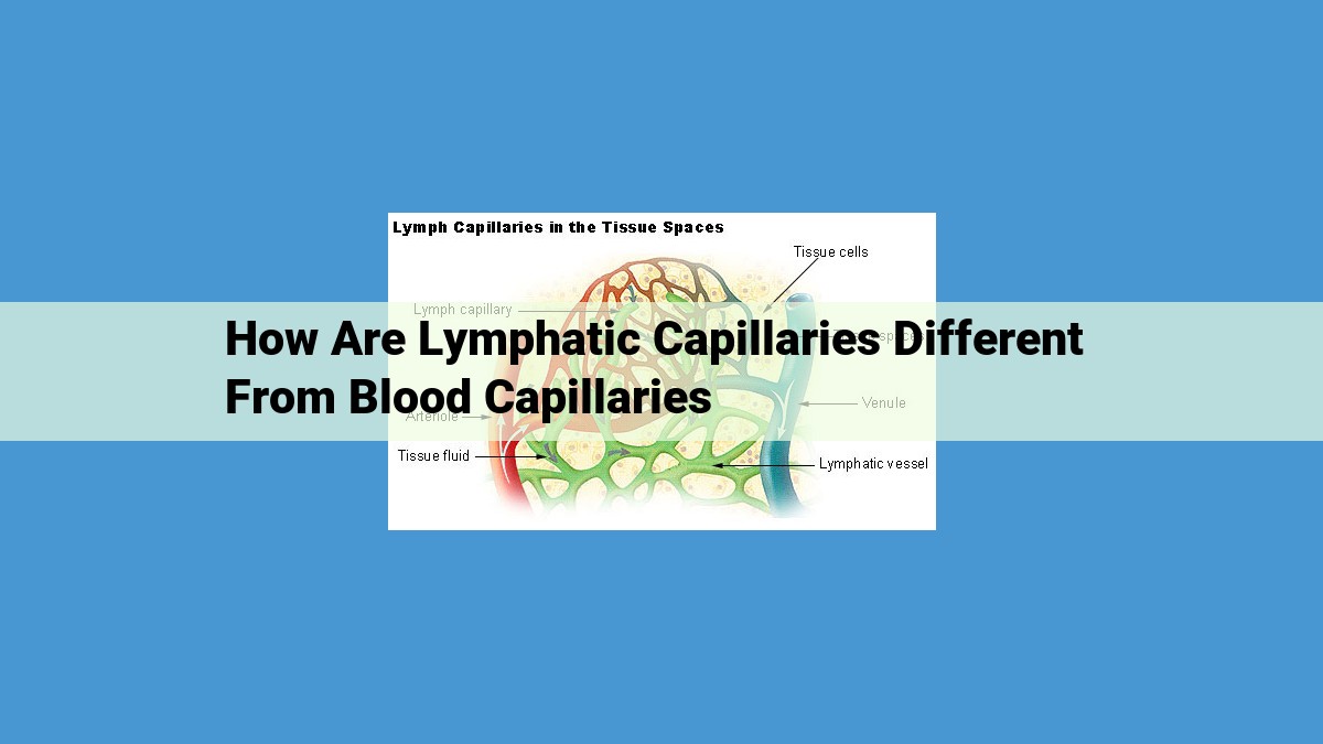 Unveiling the Unique Features of Lymphatic Capillaries: Their Role in Fluid Exchange and Immune Defense