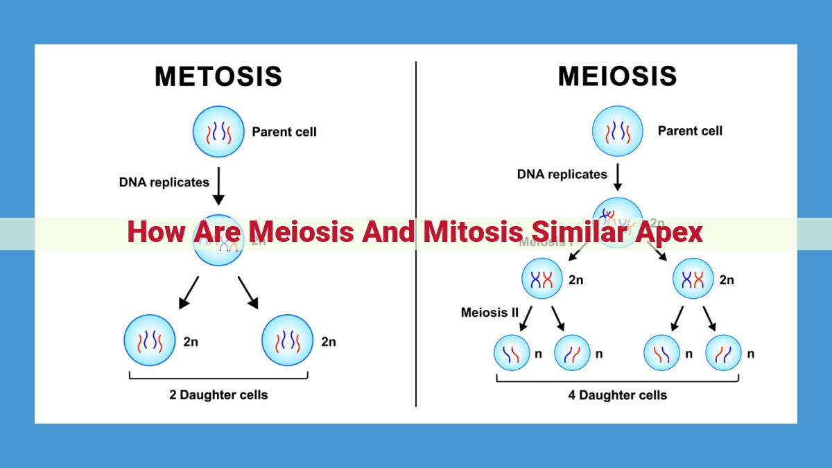 Meiosis and Mitosis: Key Differences and Similarities in Cell Division Processes