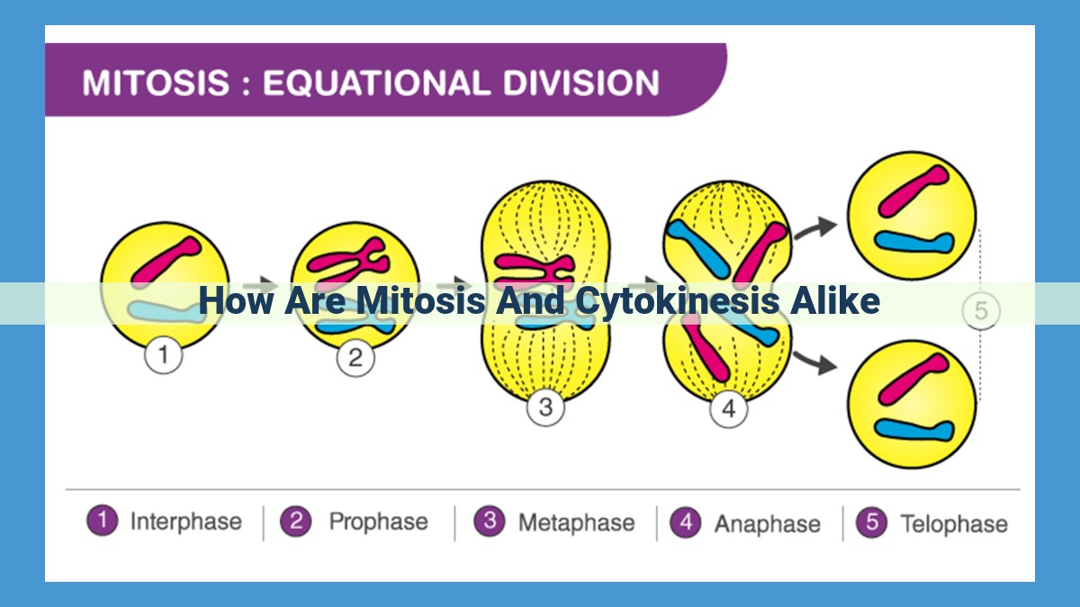 Mitosis and Cytokinesis: Essential Cell Division Processes for Genetic Integrity and Cellular Functions