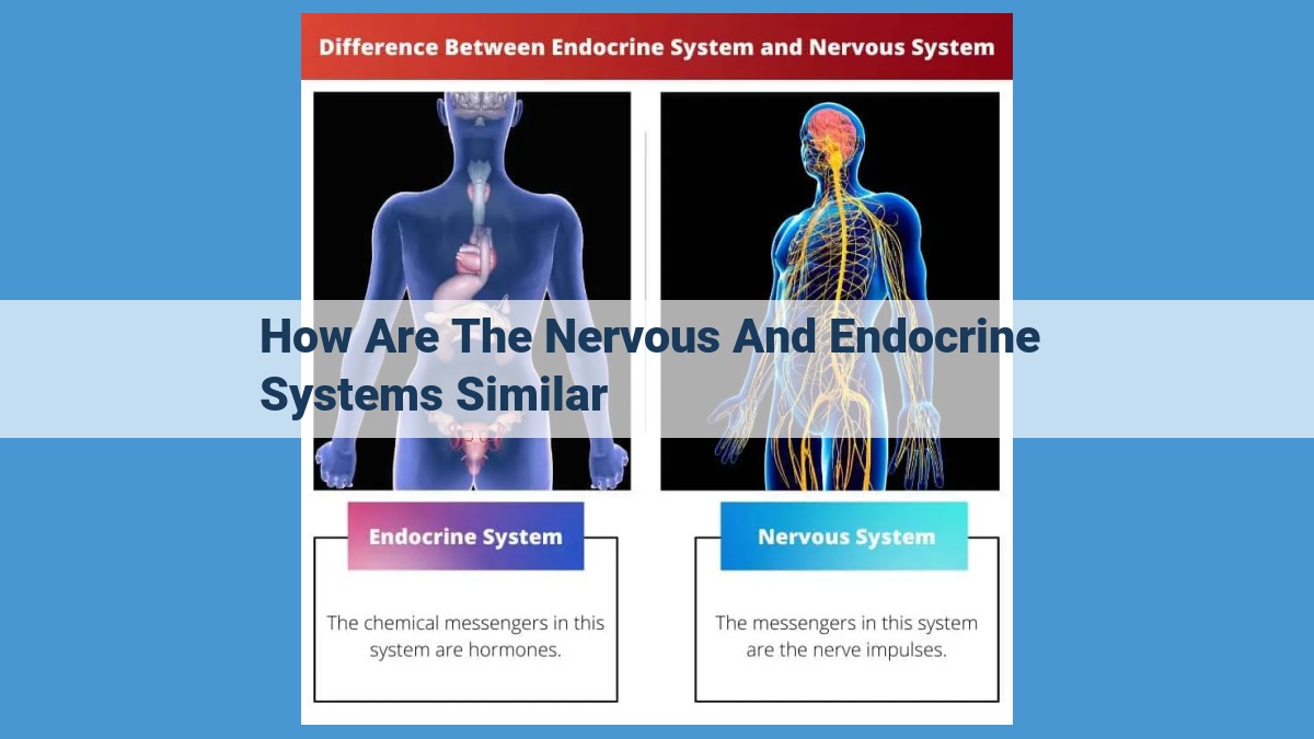 The Interplay of Nervous and Endocrine Systems: Maintaining Body Functions through Chemical Messengers