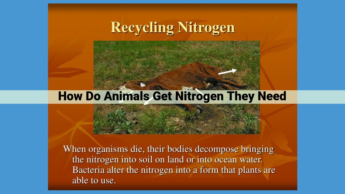 Optimize the Nitrogen Cycle and its Significance for Animal Nutrition for Enhanced SEO