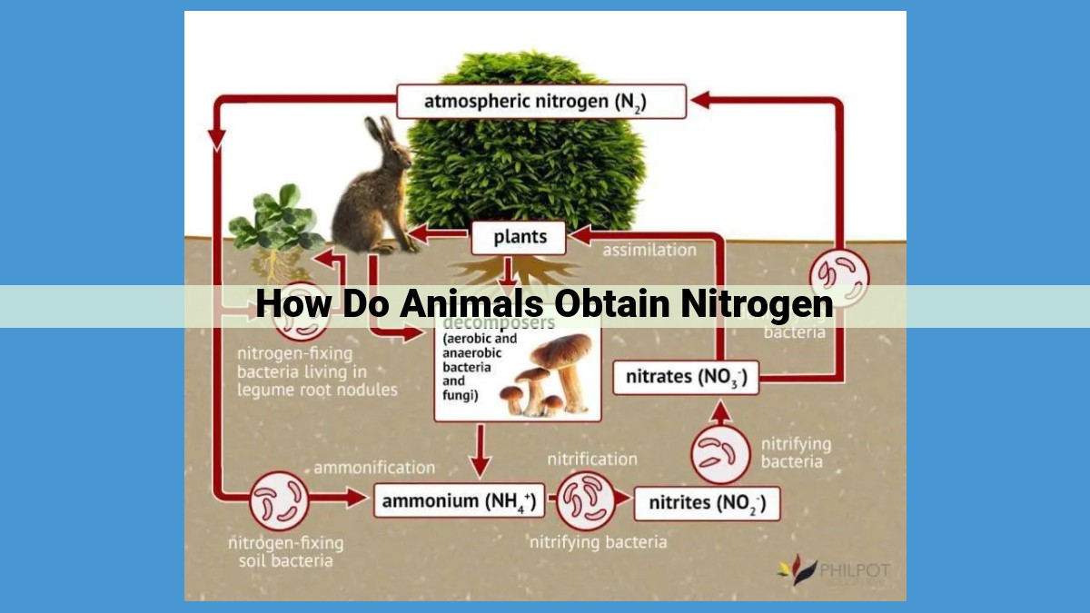 The Essential Role of Nitrogen in Animal Nutrition and the Nitrogen Cycle