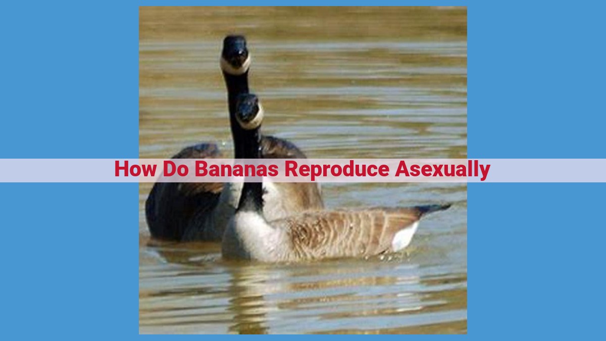 Title: Asexual Reproduction in Bananas: Unveiling the Secrets of Vegetative Propagation