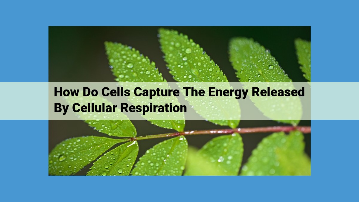 Cellular Respiration: Harnessing Energy through Electron Transfer and Oxidative Phosphorylation