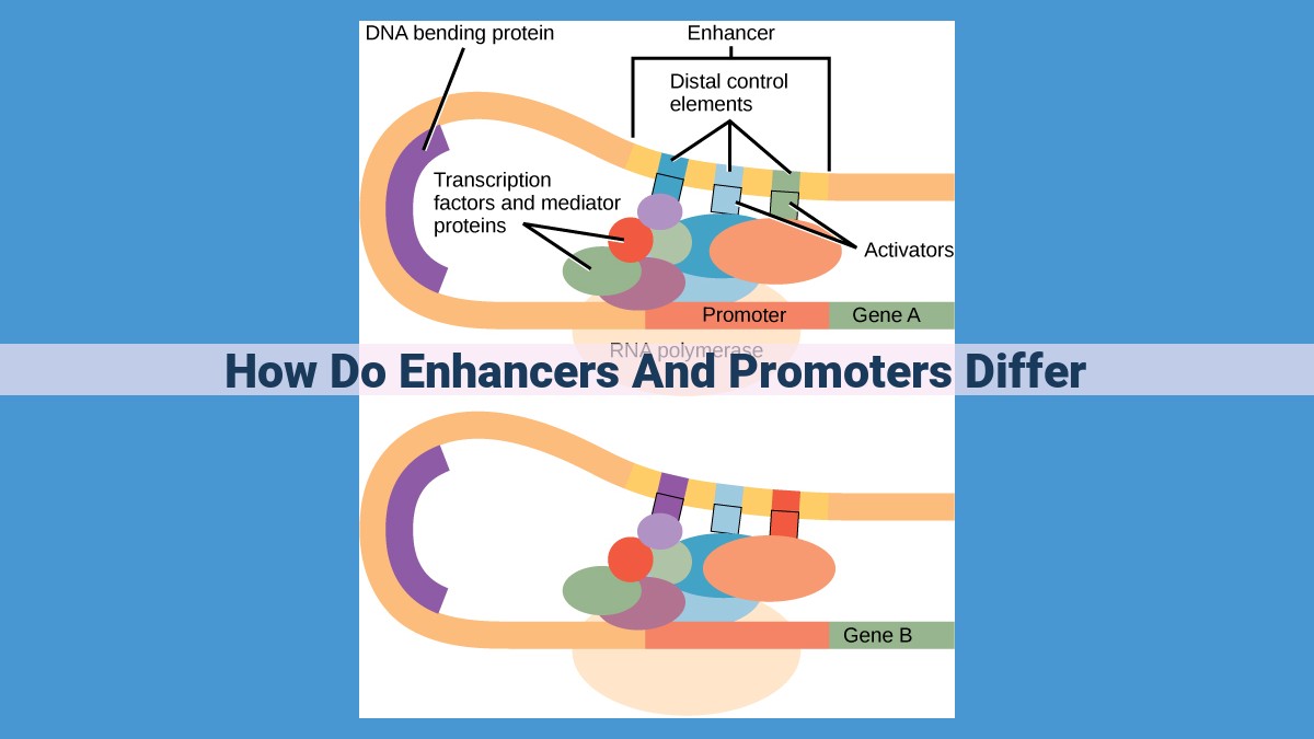 Enhancers and Promoters: Key Regulators in Gene Transcription