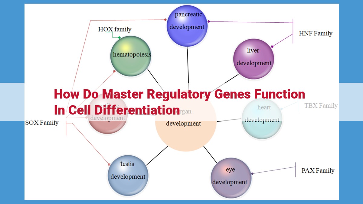 Master Regulatory Genes: Orchestrating Differentiation, Cell Fate, and Development