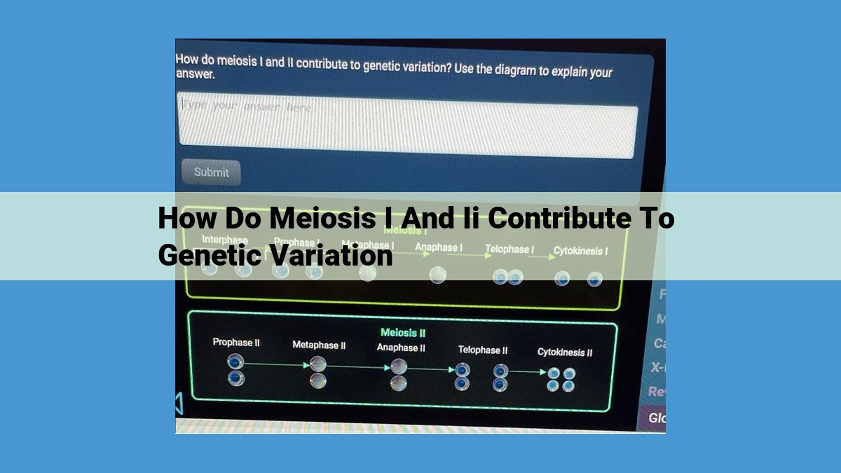 Unveiling Genetic Variation in Meiosis: A Key to Evolutionary Adaptation