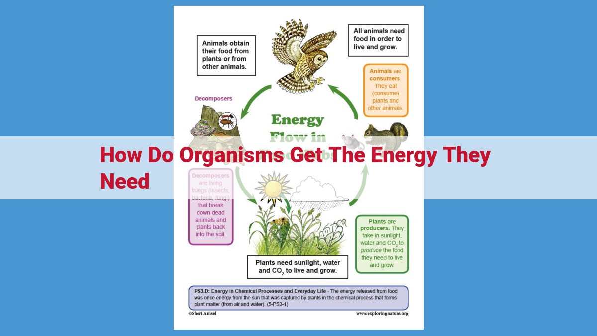 Energy Acquisition in Organisms: Autotrophs vs Heterotrophs, Photosynthesis vs Cellular Respiration