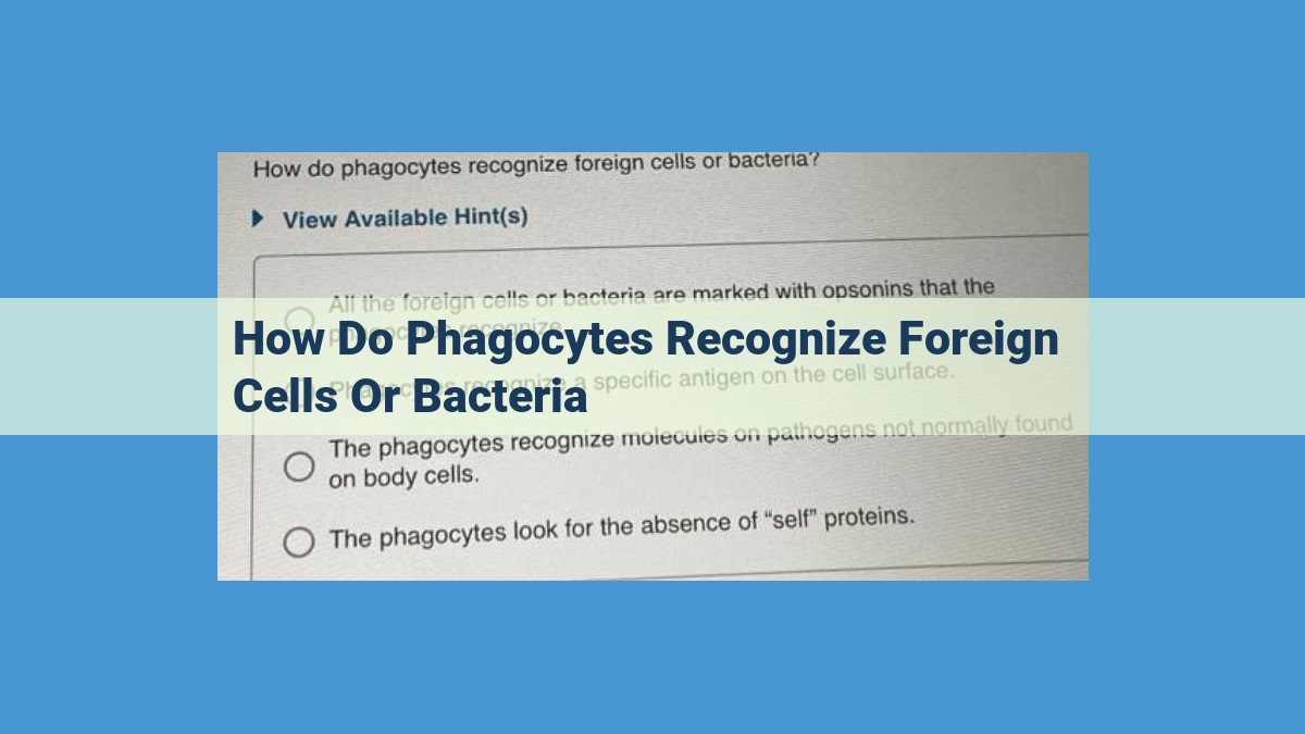 Phagocyte Recognition and Ingestion of Foreign Agents: A Comprehensive Overview