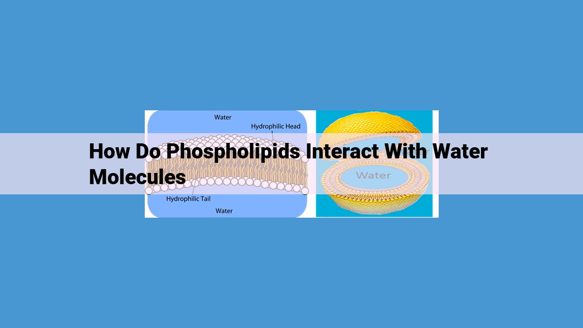 Phospholipids: The Dance of Water Interactions Essential for Cell Membranes