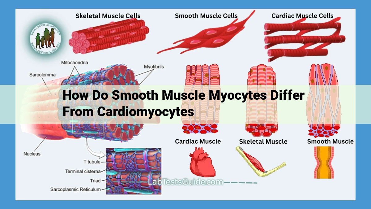 Differences Between Smooth Muscle and Cardiomyocytes: Morphology, Contraction, and Function