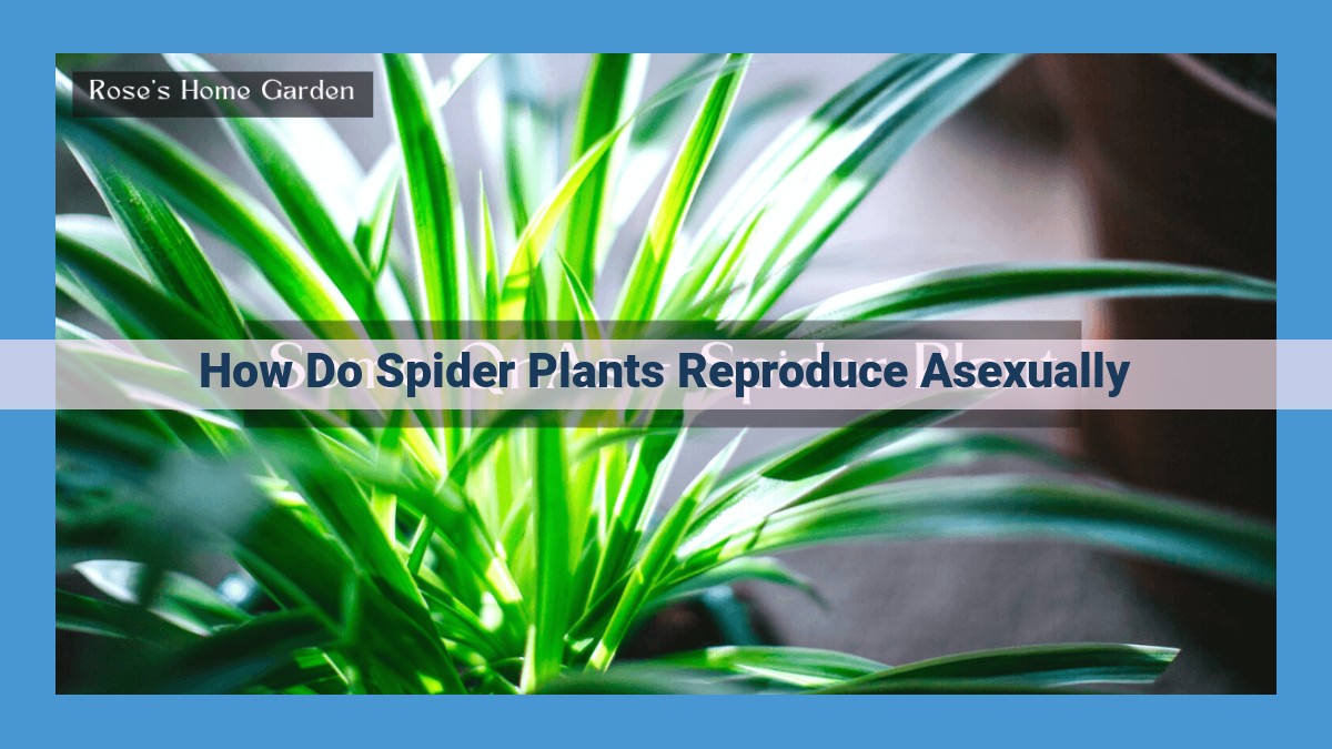 Spider Plant Propagation: Unraveling the Secrets of Runners, Pphlets, and Offsets for Successful Plant Colonization