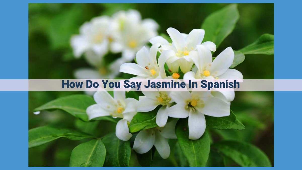 Master Spanish Vocabulary: Pronouncing "Jazmín" (Jasmine) Perfectly