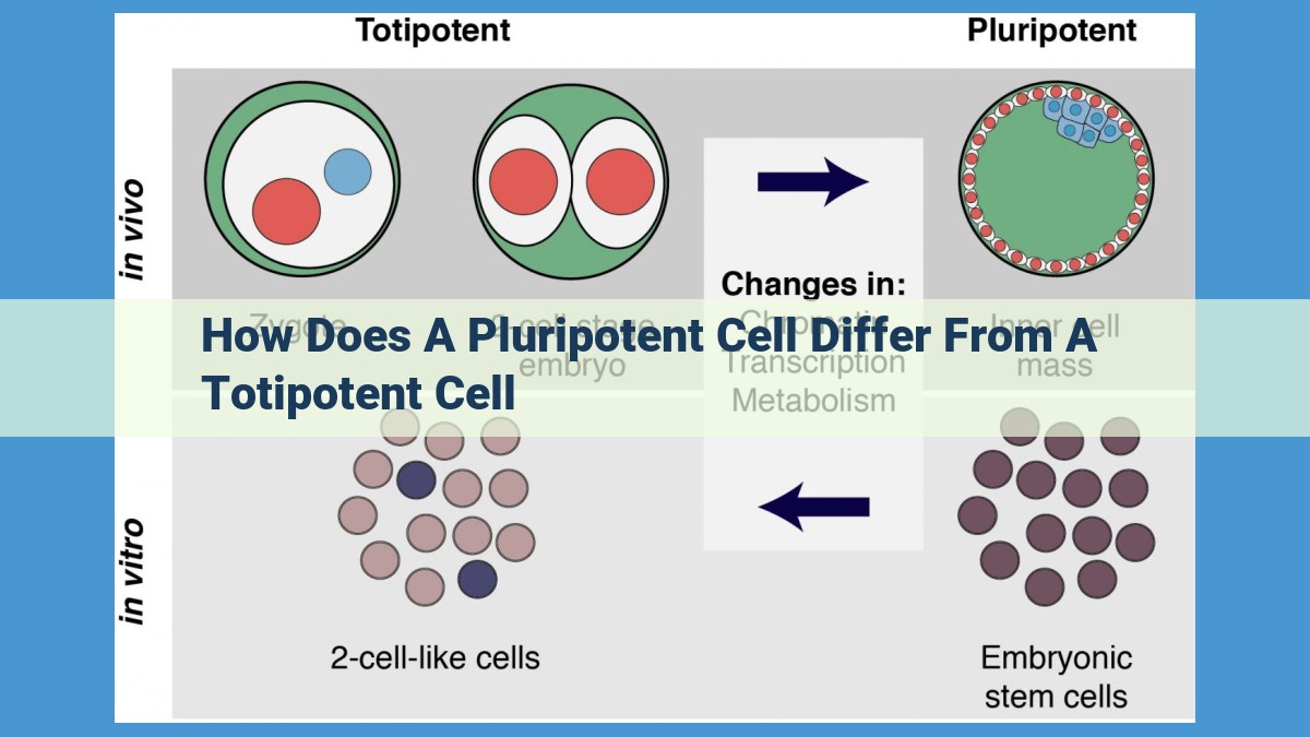 Understanding the Differences Between Pluripotent and Totipotent Cells