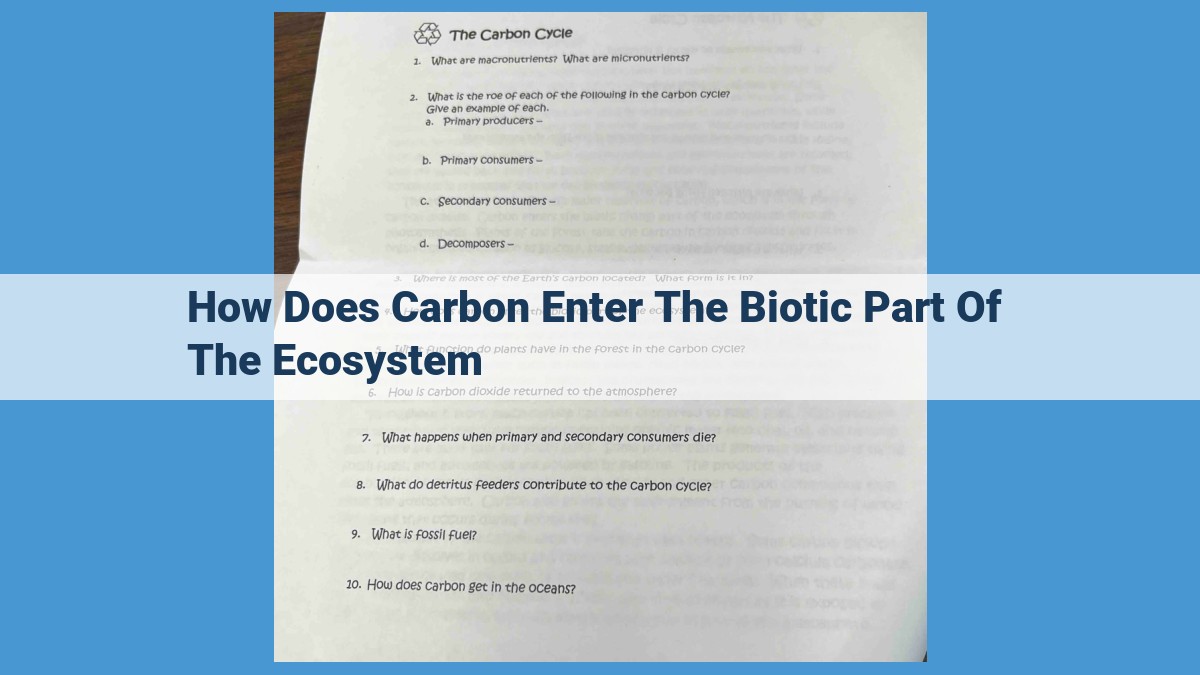 Carbon's Essential Role in Ecosystems: Fixation, Trophic Cascades, and Decomposition