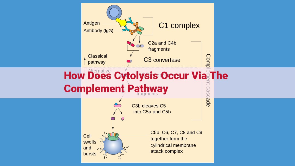 The Complement Pathway: Understanding Its Role in Immune Defense and Pathogen Control