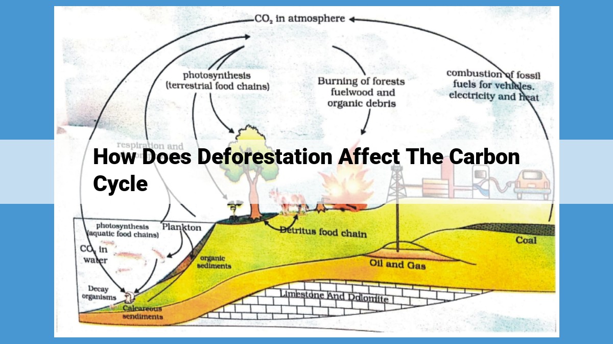 Deforestation's Impact on the Carbon Cycle: A Comprehensive Guide