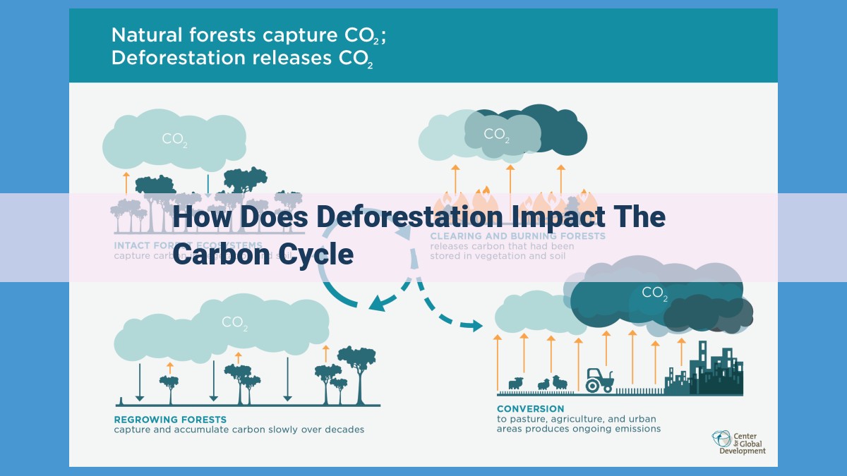 Deforestation: Its Impact on the Carbon Cycle and Climate Change