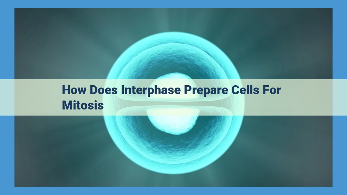 Interphase: The Critical Preparation Stage for Accurate Mitosis and Cell Division