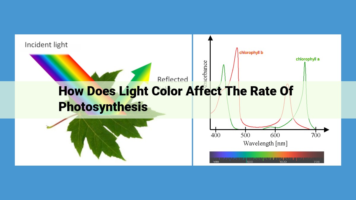 Light Color and Photosynthesis: Maximizing Plant Growth through Wavelength Optimization