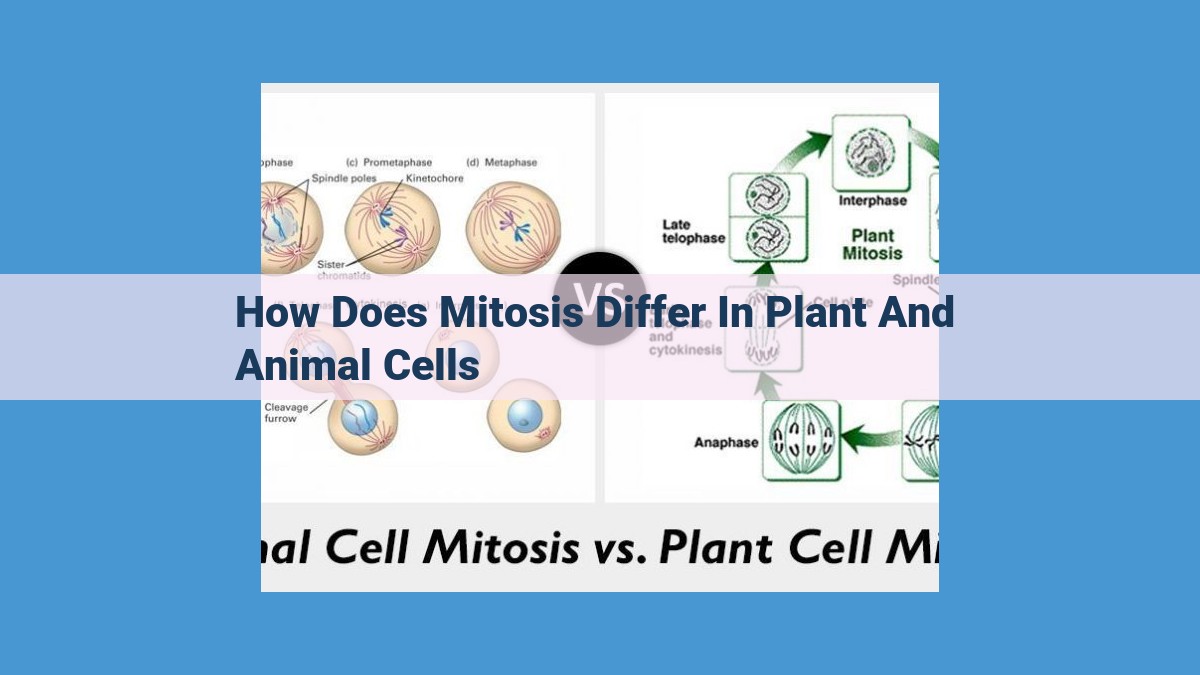 Mitosis: Differences in Cytokinesis, Centrosomes, and More Between Plant and Animal Cells