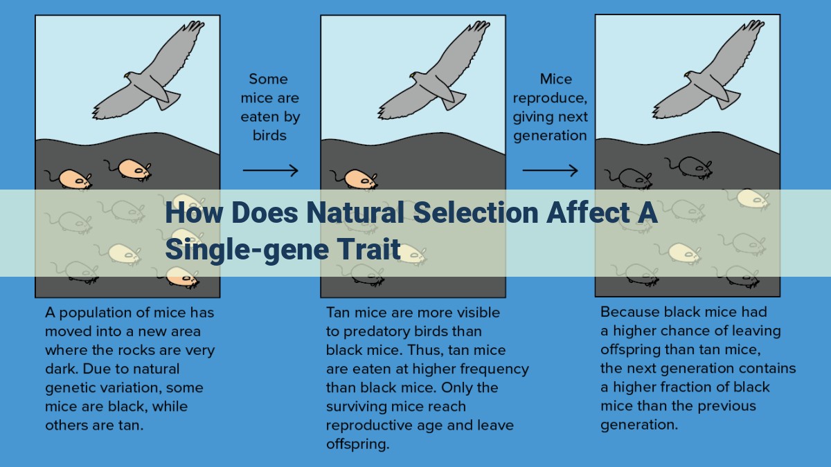 Natural Selection: A Comprehensive Guide to Allele Frequency and Phenotypic Evolution