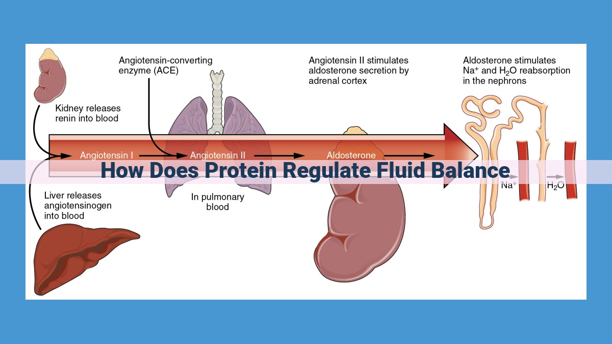 Protein's Essential Role in Fluid Balance: Maintaining Health and Preventing Fluid Accumulation