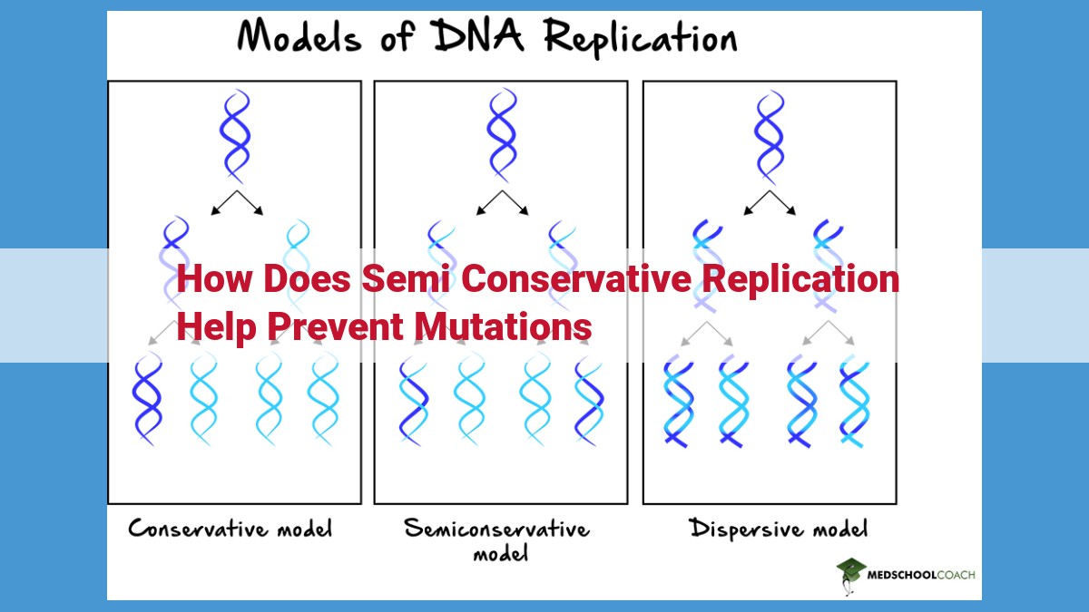 Semi-Conservative DNA Replication: Error Prevention and Genetic Integrity