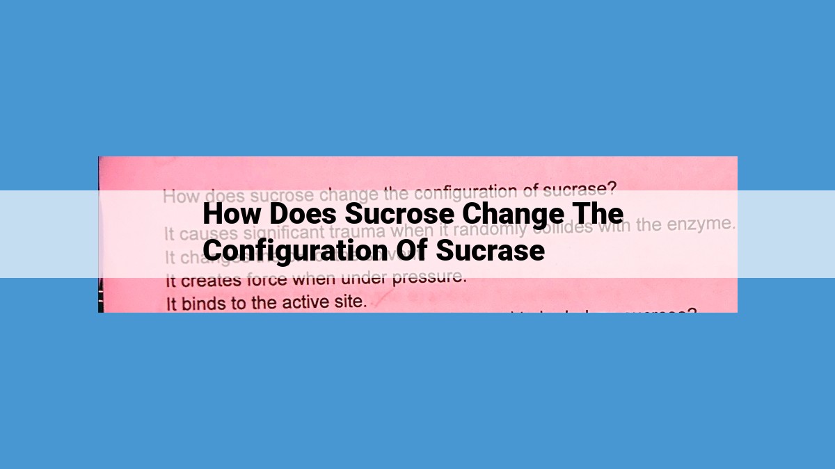 Unlocking the Mechanisms of Sucrase: Enzyme-Substrate Interactions, Conformational Changes, and Activity Modulation