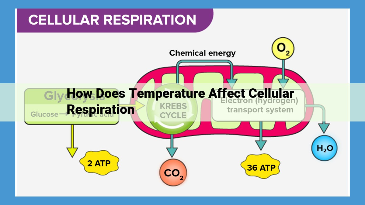 Cellular Respiration: How Temperature Impacts Enzyme Activity and Affects Organism Function