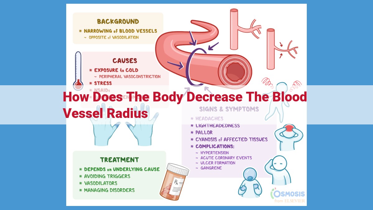 Vasoconstriction: The Body's Response to Lower Blood Pressure