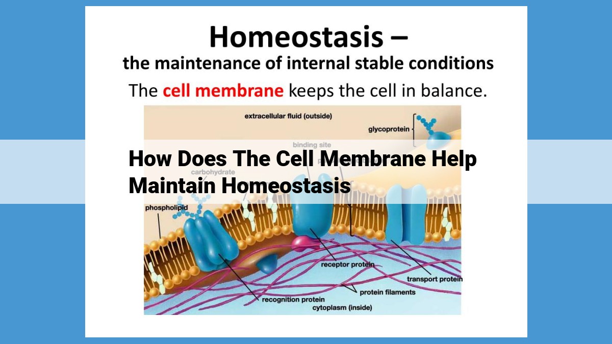 The Cell Membrane: A Gateway to Homeostasis and Cellular Well-being