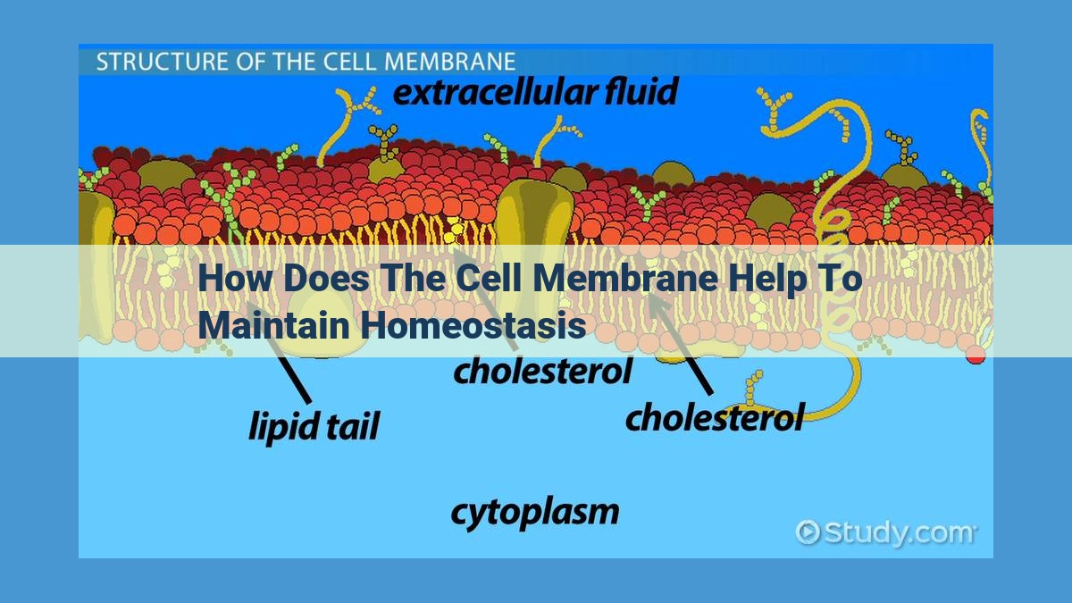 Comprehensive Guide to the Cell Membrane: A Vital Gatekeeper for Cell Function