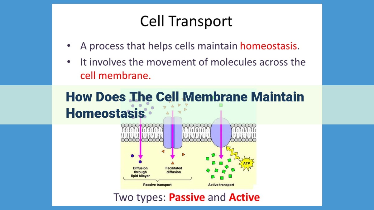 The Essential Role of the Cell Membrane in Maintaining Cellular Homeostasis: Understanding Selective Transport and Intercellular Communication