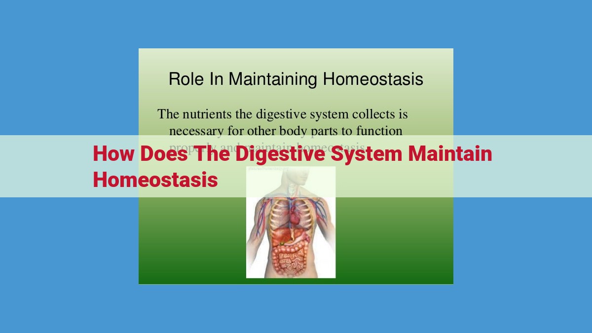 The Vital Role of the Digestive System in Homeostasis and Well-being