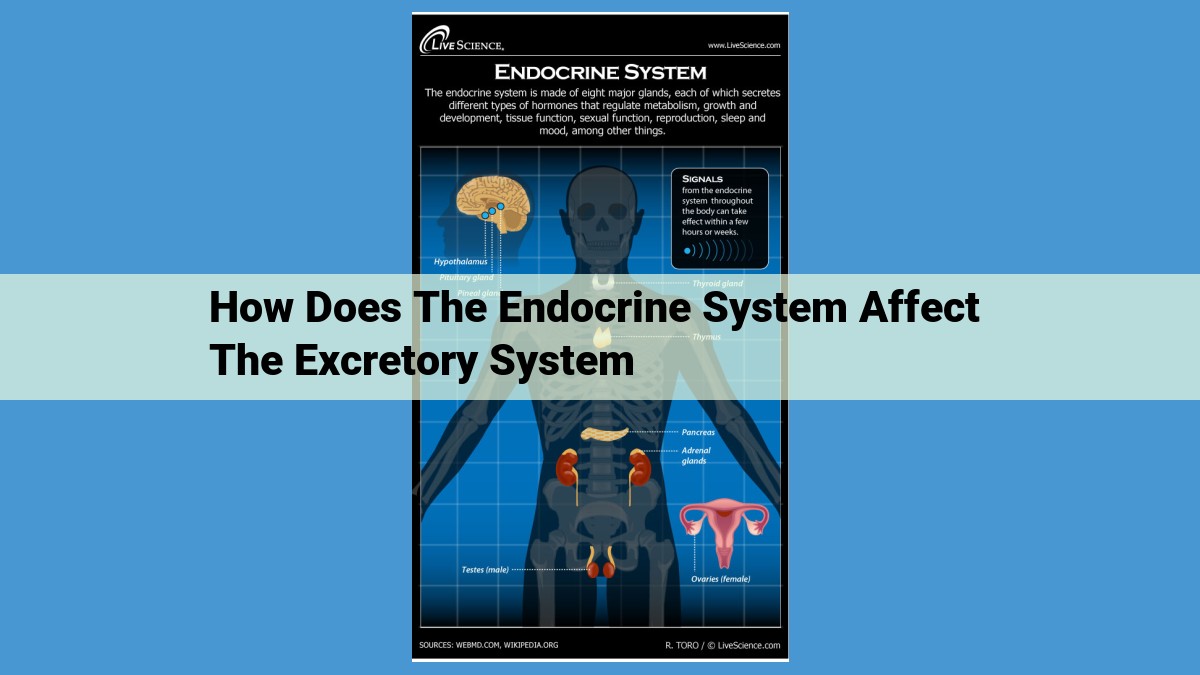 Endocrine System's Role in Excretion: Key Hormones, Dysfunctions, and Renal Impact