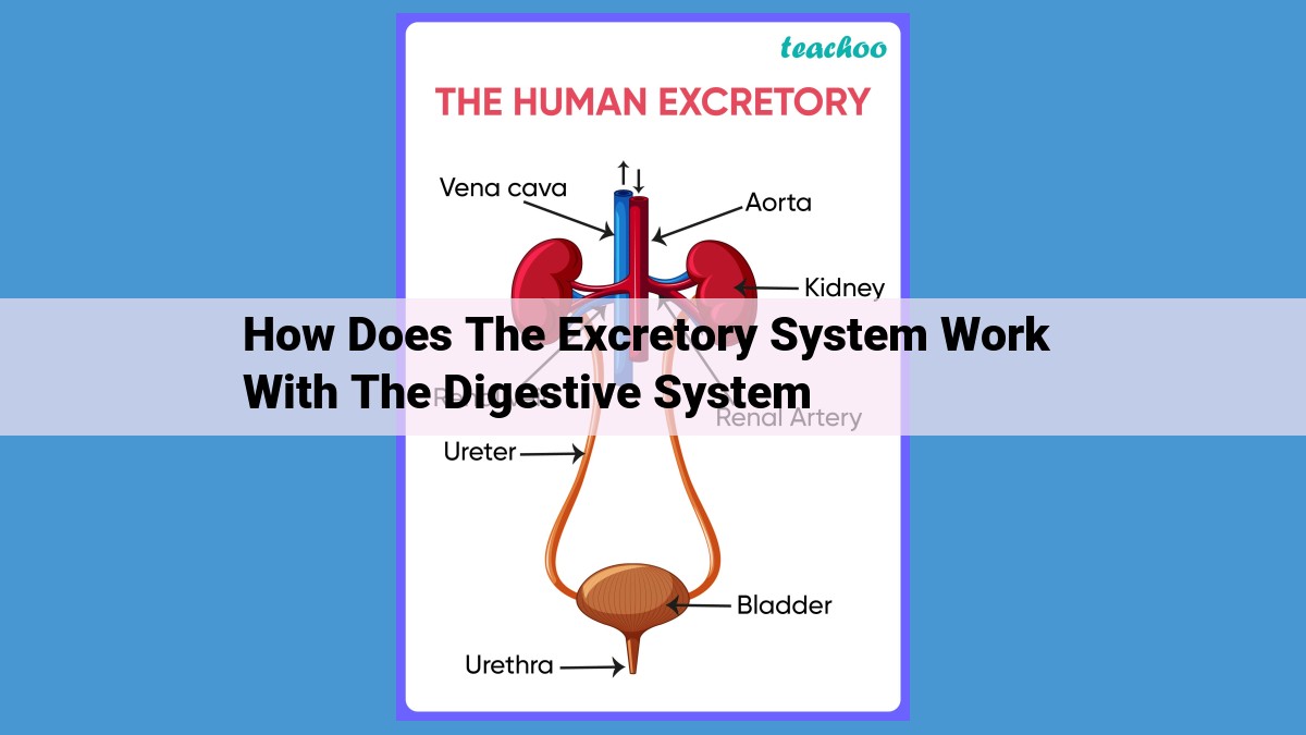 Essential Interdependence: How Digestive and Excretory Systems Collaborate for Health