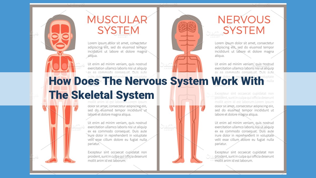 The Interplay of Nervous and Skeletal Systems: A Symphony of Human Movement, Protection, and Life