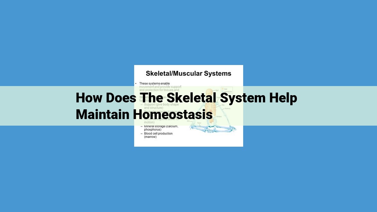 The Essential Role of the Skeletal System in Homeostasis and Health