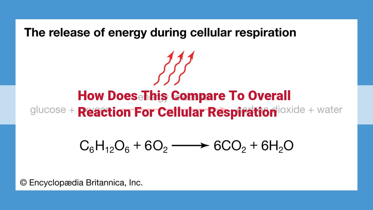 Comparative Overview: Anaerobic vs. Aerobic Respiration