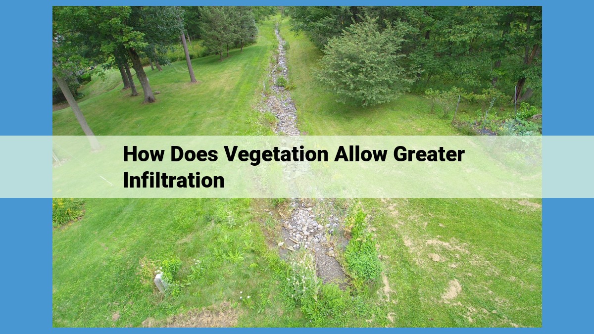 Vegetation's Role in Soil Infiltration and Water Management: Enhancing Soil Health and Water Availability