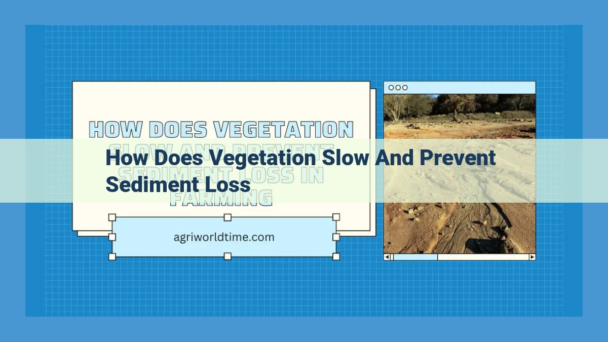 Vegetation's Protective Role in Mitigating Erosion: A Comprehensive Guide