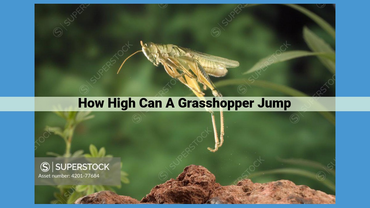 Grasshopper Jumping: A Comprehensive Guide to their Extraordinary Abilities